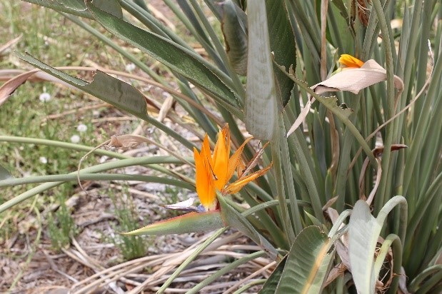 Cloncurry Flora