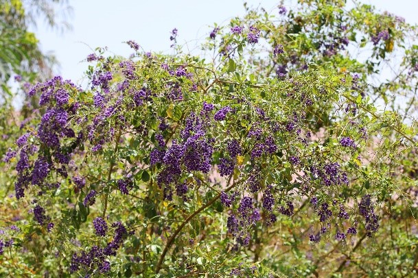 Cloncurry Flora